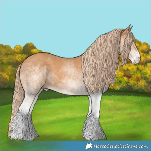 Horse Color:White Spotted Chestnut