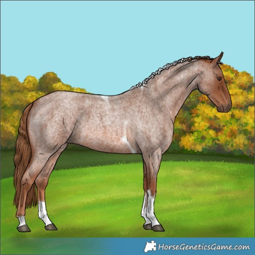 Horse Color:Red Roan Tobiano