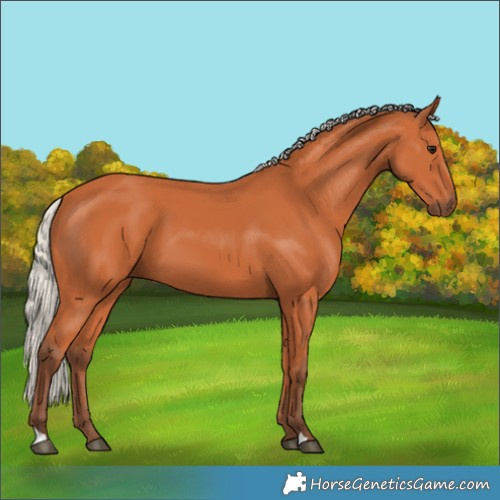 Horse Color:Silver Bay 