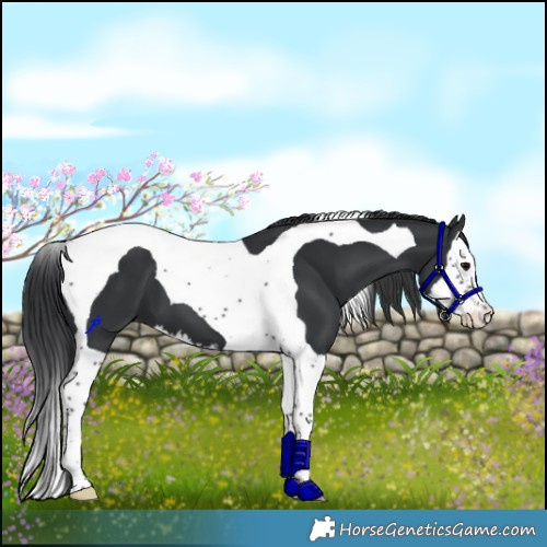 Horse Color:Black Splash Tobiano 