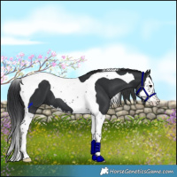 Horse Color:Black Splash Tobiano