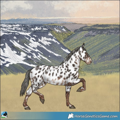 Horse Color:Liver Chestnut Mushroom Appaloosa 