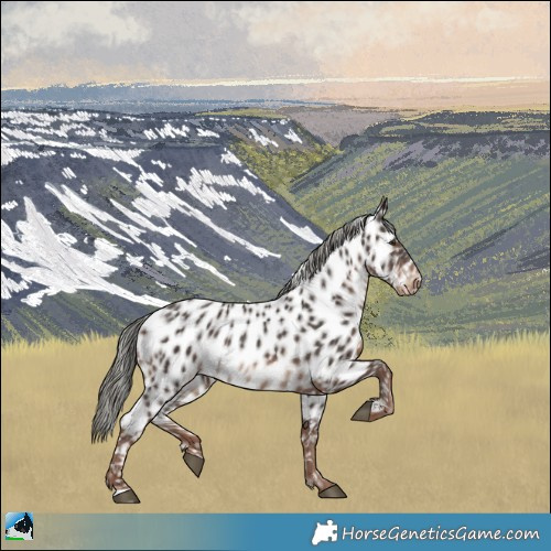 Horse Color:Liver Chestnut Mushroom Appaloosa 