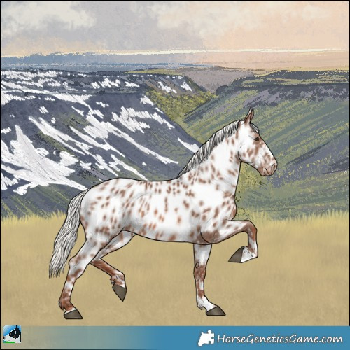 Horse Color:Chestnut Mushroom Appaloosa 
