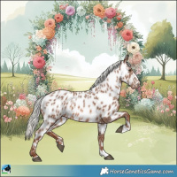 Horse Color:Chestnut Mushroom Appaloosa 