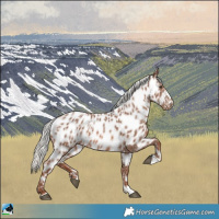 Horse Color:Chestnut Mushroom Appaloosa 