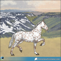 Horse Color:Chestnut Mushroom Appaloosa