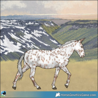 Horse Color:Chestnut Mushroom Appaloosa 