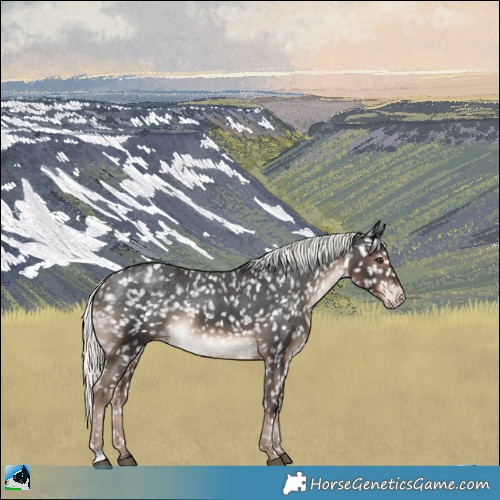 Horse Color:Liver Chestnut Mushroom Appaloosa 