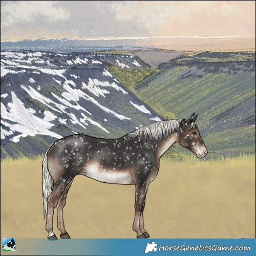 Horse Color:Liver Chestnut Mushroom Appaloosa