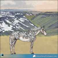 Horse Color:Liver Chestnut Mushroom Appaloosa