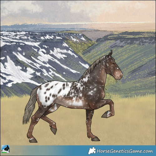 Horse Color:Liver Chestnut Mushroom Appaloosa 