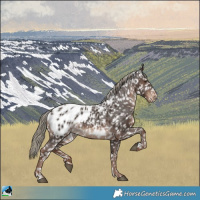 Horse Color:Liver Chestnut Mushroom Appaloosa 