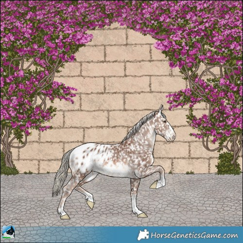 Horse Color:Chestnut Mushroom Appaloosa 