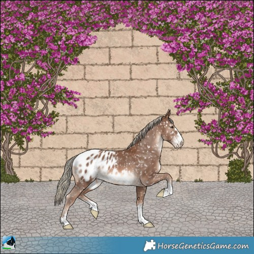 Horse Color:Chestnut Mushroom Appaloosa 