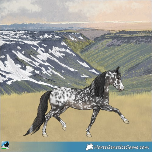 Horse Color:Black Blanket 