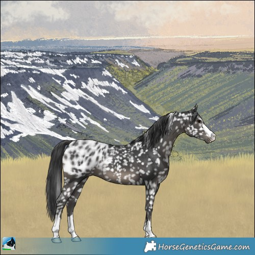 Horse Color:Black Blanket 