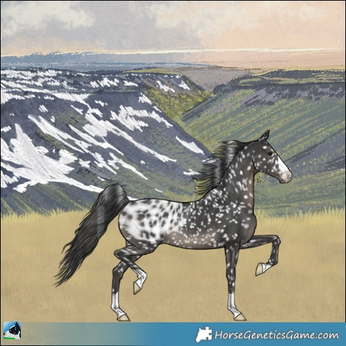 Horse Color:Black Appaloosa 