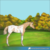 Horse Color:Palomino Dun Splash Tobiano Appaloosa 