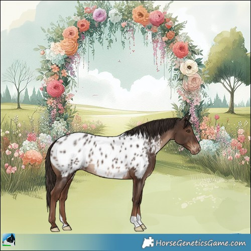 Horse Color:Liver Chestnut Appaloosa 