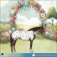 Horse Color:Liver Chestnut Appaloosa 