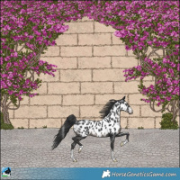 Horse Color:Black Appaloosa Rabicano 