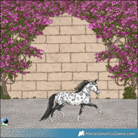 Horse Color:Black Appaloosa Rabicano