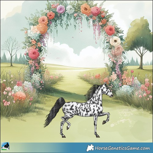 Horse Color:Black Appaloosa Rabicano 