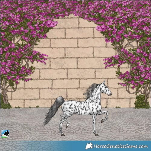 Horse Color:Black Appaloosa Rabicano 