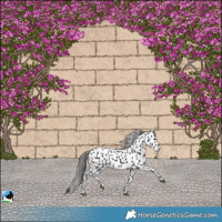 Horse Color:Black Leopard Rabicano