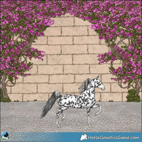 Horse Color:Black Appaloosa 
