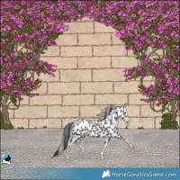 Horse Color:Black Leopard