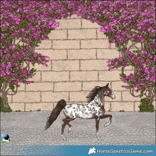Horse Color:Liver Chestnut Appaloosa Rabicano 