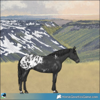 Horse Color:Black Appaloosa 