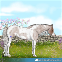 Horse Color:Silver Blue Roan Tobiano Frame 
