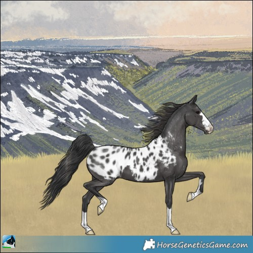 Horse Color:Black Appaloosa 