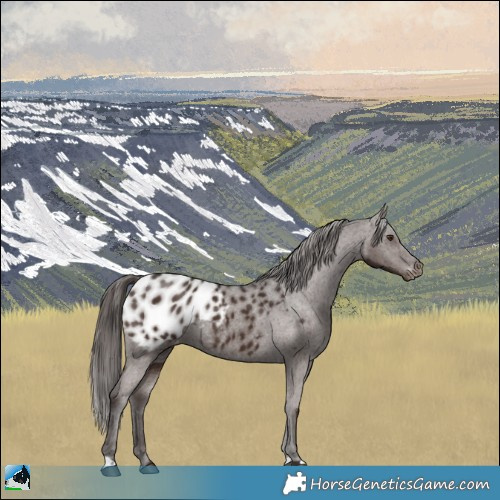 Horse Color:Liver Chestnut Blanket 
