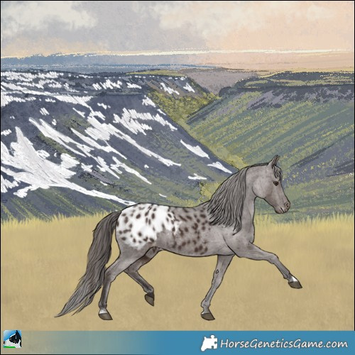 Horse Color:Liver Chestnut Blanket