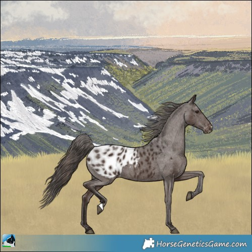 Horse Color:Liver Chestnut Appaloosa