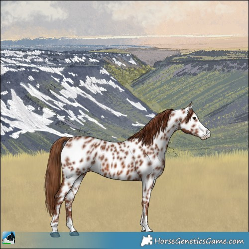 Horse Color:Chestnut Leopard Rabicano 