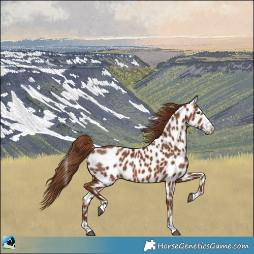 Horse Color:Chestnut Appaloosa Rabicano 