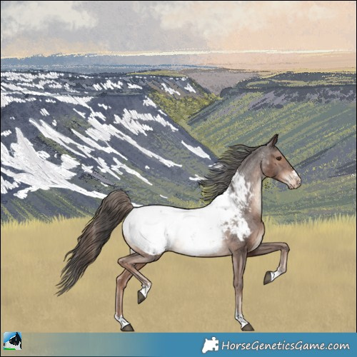 Horse Color:Liver Chestnut Appaloosa Rabicano 
