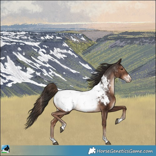 Horse Color:Liver Chestnut Appaloosa Rabicano