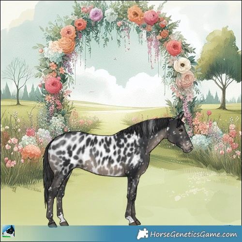 Horse Color:Black Appaloosa 