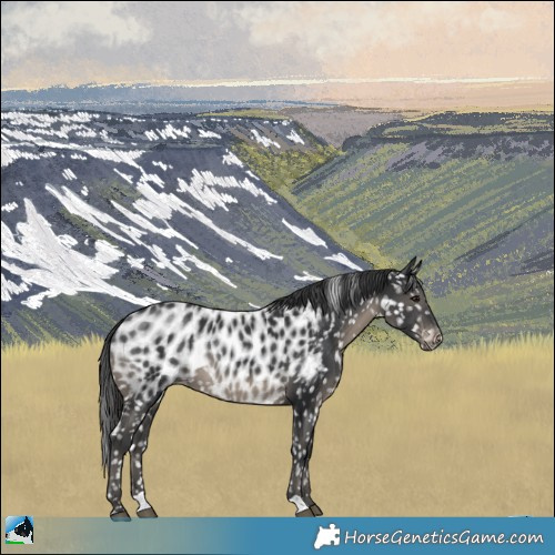 Horse Color:Black Appaloosa 