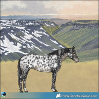 Horse Color:Black Blanket