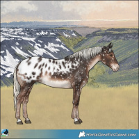 Horse Color:Liver Chestnut Mushroom Appaloosa 