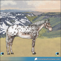 Horse Color:Liver Chestnut Mushroom Appaloosa 