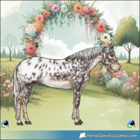 Horse Color:Liver Chestnut Mushroom Appaloosa 