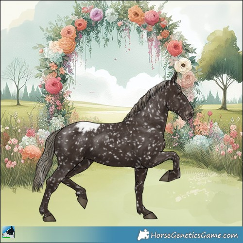 Horse Color:Liver Chestnut Mushroom Appaloosa 